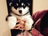 Safkan Husky Bebekler