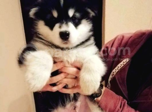 Safkan Husky Bebekler görsel