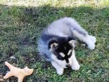 Safkan Husky Bebekler