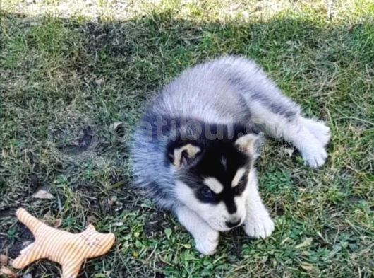 Safkan Husky Bebekler görsel