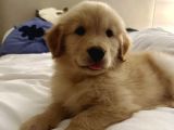 Baby Face Golden Bebekler