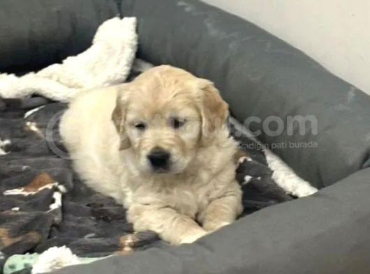 Baby Face Golden Bebekler