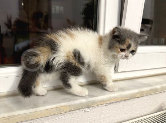 3 Aylık Dişi Tuvalet Eğitimi Var görsel