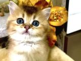 Bebek Yüzlü Bri̇ti̇sh Tabby Renk Yavrular