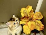 Bebek Yüzlü Bri̇ti̇sh Tabby Renk Yavrular