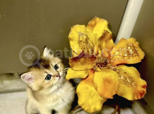 Bebek Yüzlü Bri̇ti̇sh Tabby Renk Yavrular görsel