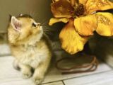 Bebek Yüzlü Bri̇ti̇sh Tabby Renk Yavrular
