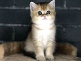 BEBEK YÜZLÜ BRİTİSH TABBY RENK YAVRULAR