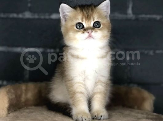 Bebek Yüzlü Bri̇ti̇sh Tabby Renk Yavrular