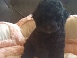 Orginal Toy Poodle Yavruları