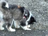 Safkan Husky Bebekler