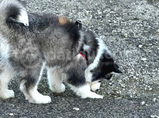Safkan Husky Bebekler görsel