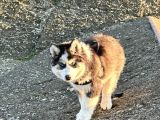 Safkan Husky Bebekler