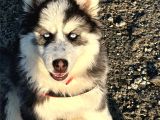 Safkan husky bebekler