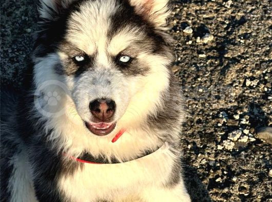 Safkan Husky Bebekler