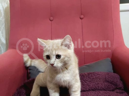 Sarı British 2Buçuk Aylık