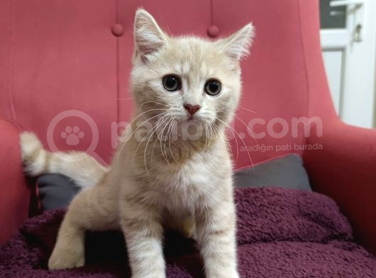 Sarı British 2Buçuk Aylık görsel