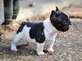Blue Tan Fransiz Bulldog Ori̇ji̇nal Garanti̇li̇