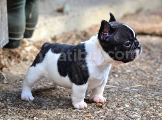 Ori̇ji̇nal Blue Tan Fransiz Bulldog Yavrulari görsel