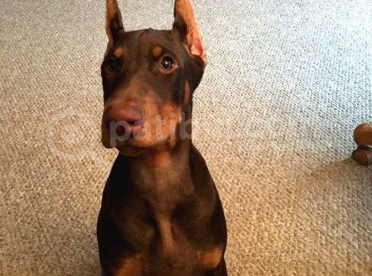 Kızıl Estetikli Fevkalade Doberman Yavrular Mevcut görsel