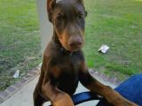 Kızıl Estetikli Fevkalade Doberman Yavrular Mevcut