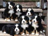 BERNESE MOUNTAİN DOG