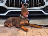 Kızıl Estetikli Fevkalade doberman yavrular mevcut