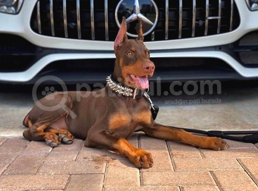 Kızıl Estetikli Fevkalade Doberman Yavrular Mevcut