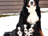 Bernese Mountai̇n Dog