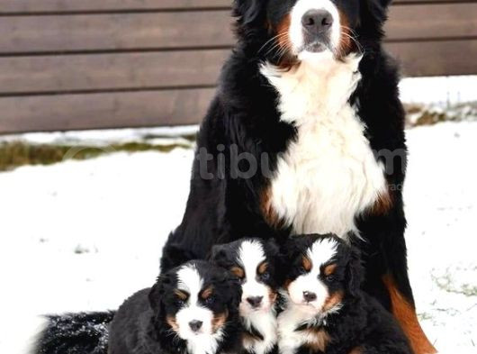 Bernese Mountai̇n Dog görsel