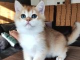 British Shorthair GoldenNy11Erkek yavru- anne baba şecereli