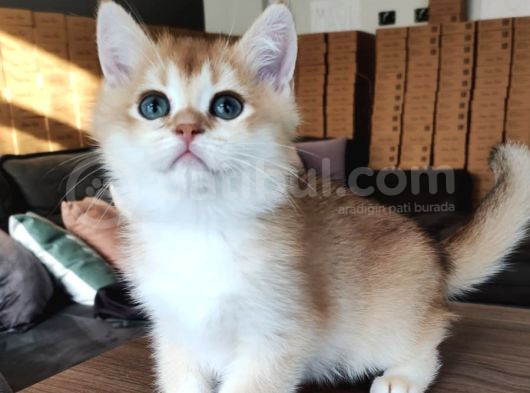 British Shorthair Goldenny11Erkek Yavru- Anne Baba Şecereli