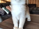 British Shorthair Goldenny11Erkek Yavru- Anne Baba Şecereli