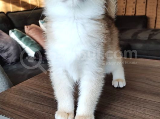 British Shorthair Goldenny11Erkek Yavru- Anne Baba Şecereli görsel