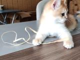 British Shorthair Goldenny11Erkek Yavru- Anne Baba Şecereli