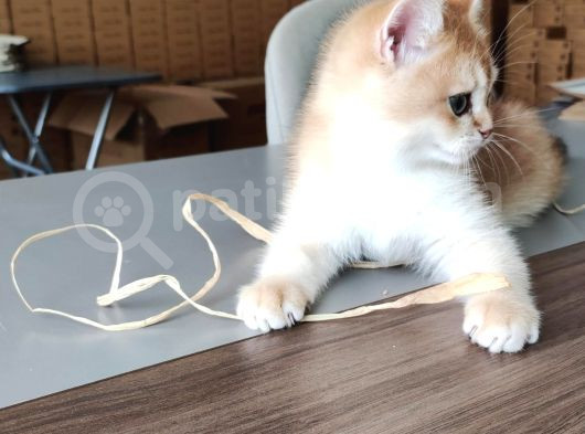 British Shorthair Goldenny11Erkek Yavru- Anne Baba Şecereli görsel