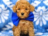 Red Braw Kıpkırmızı Ev Üretimi Tooy Poodle 