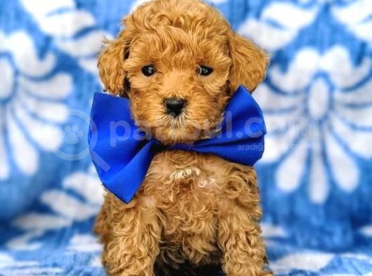 Red Braw Kıpkırmızı Ev Üretimi Tooy Poodle  görsel