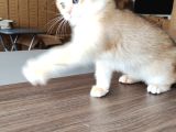 British Shorthair Goldenny11Erkek Yavru- Anne Baba Şecereli
