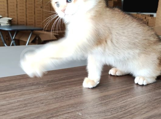 British Shorthair Goldenny11Erkek Yavru- Anne Baba Şecereli görsel