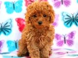 Kıpkırmızı Red tooy poodle sevimli yavrular 