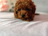 Redbrown Dişi Toypoodle