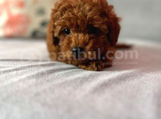 Redbrown Dişi Toypoodle görsel