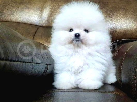 Pomerrian Boo Yavrularımız Sevimli Yavrular 