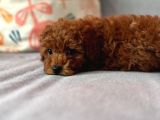 Redbrown Dişi Toypoodle