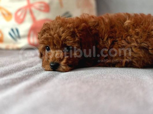Redbrown Dişi Toypoodle görsel
