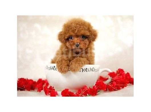 Red Braw Kıpkırmızı Ev Üretimi Tooy Poodle 
