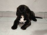 CANE CORSA BEBEKLER