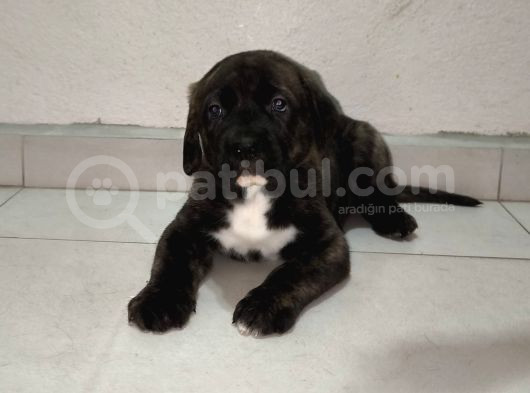 Cane Corsa Bebekler