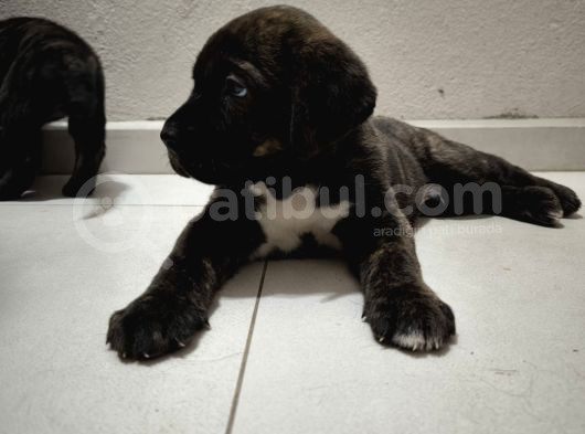 Cane Corsa Bebekler görsel